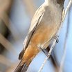 Say's Phoebe